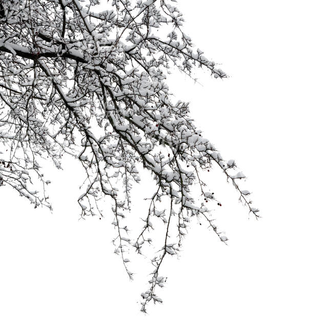 cut out snowy branch