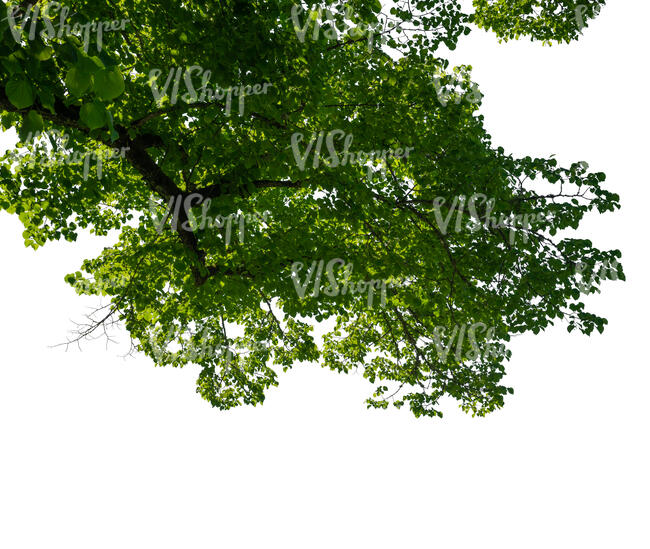 cut out branch of a deciduous tree