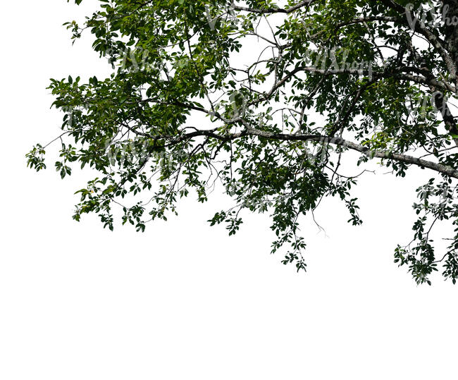 cut out branch of a linden tree