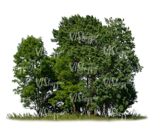 cut out group of deciduous trees
