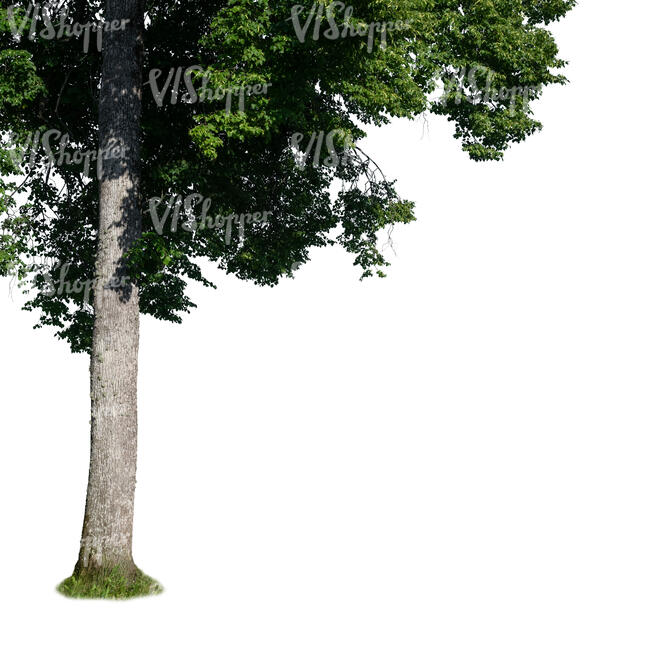 cut out trunk of a linden tree in summer