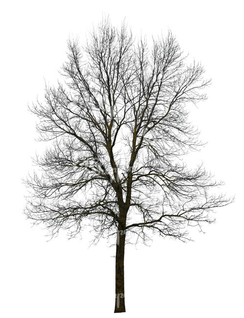 cut out bare leafless tree