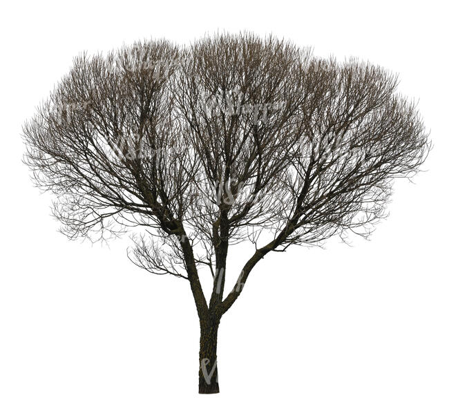 cut out leafless tree with thick crown