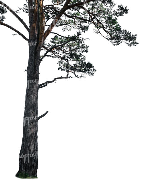 foreground trunk of a pine tree