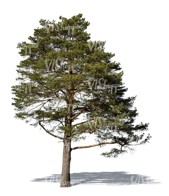 cut out big pine tree