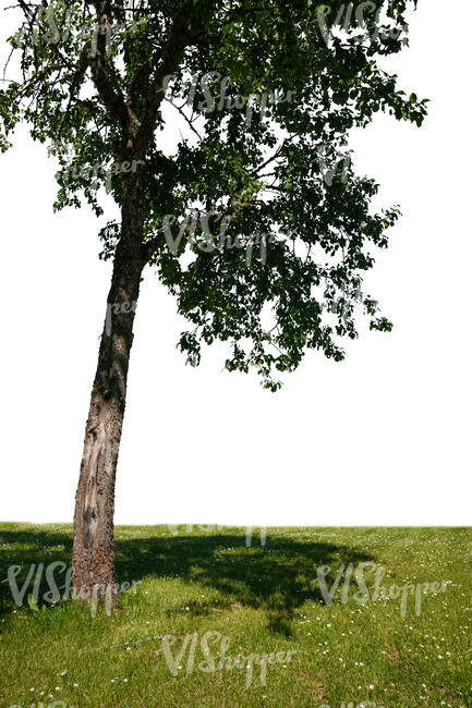 trunk and lower branches of a deciduous tree