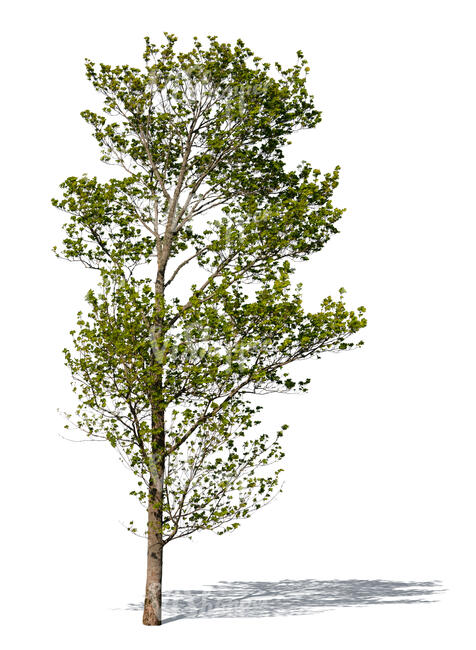 cut out maple tree with blossoms in early spring 