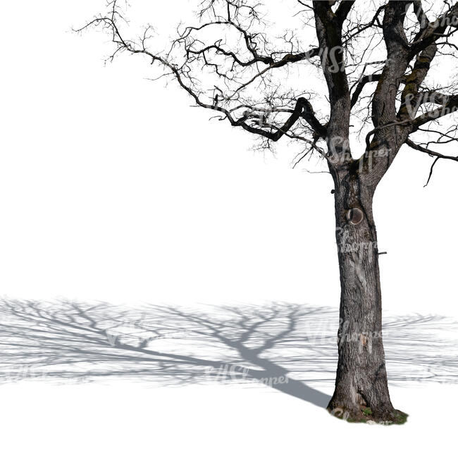 cut out trunk of a bare tree in autumn sun