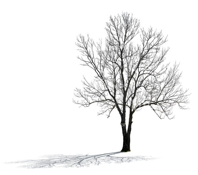 cut out backlit bare tree