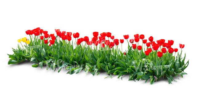cut out flowerbed of blooming red tulips
