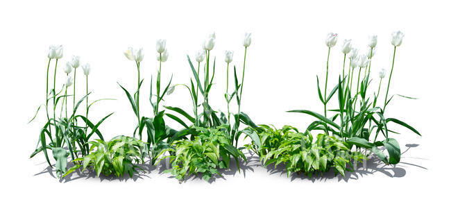 cut out flowerbed with white tulips