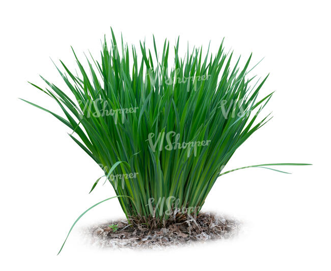 cut otu tuft of green grass