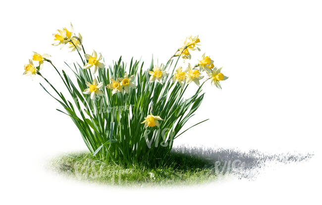 cut out bunch of blooming daffodils