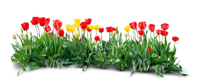 cu out flowerbed of red and yellow tulips