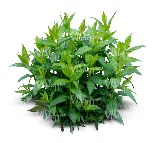cut out small green plant