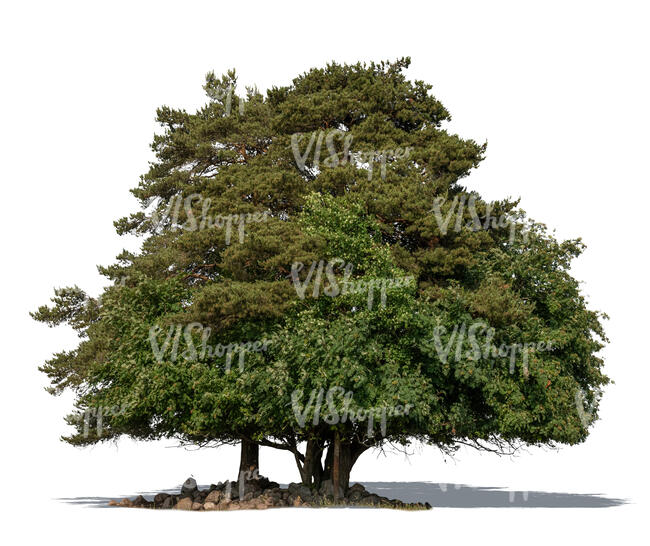 cut out group of big old decidiuous and evergreen trees