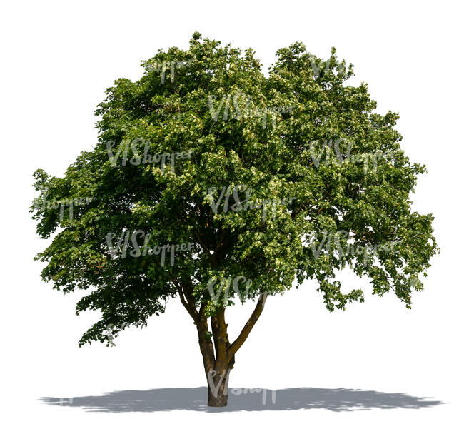 cut out maple tree