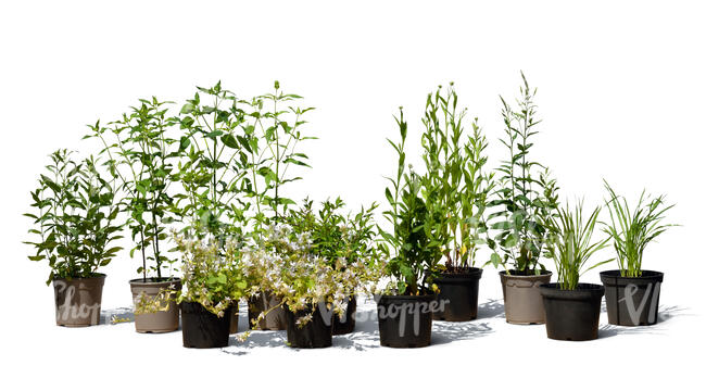 cut out group of different potted plants