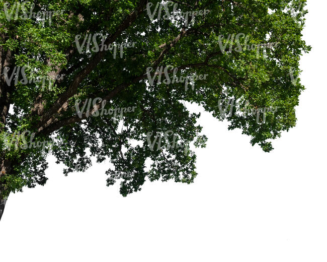 cut out branch of an oak tree