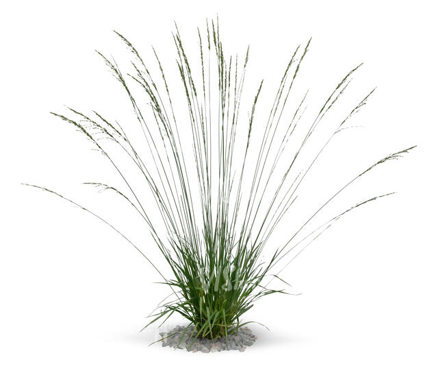 cut out ornamental grass Molinia caerulea