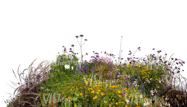 foreground of a miscellanous flowerbed