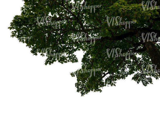 cut out branch of a maple tree