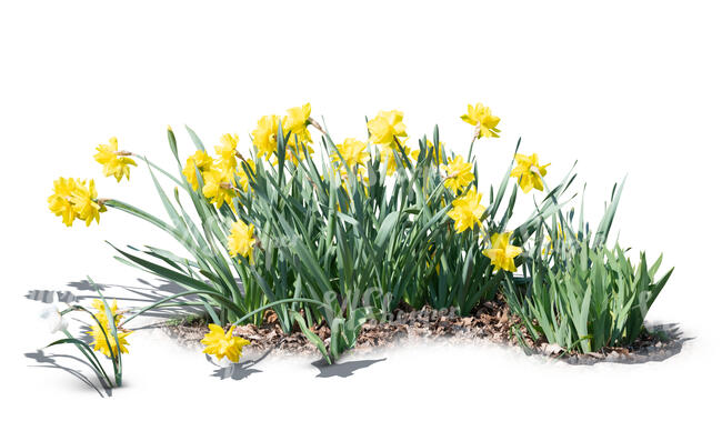 cut out flowerbed of blooming yellow daffodils