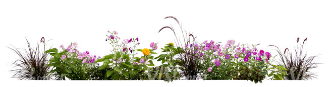 cut out flowerbed of different blooming flowers