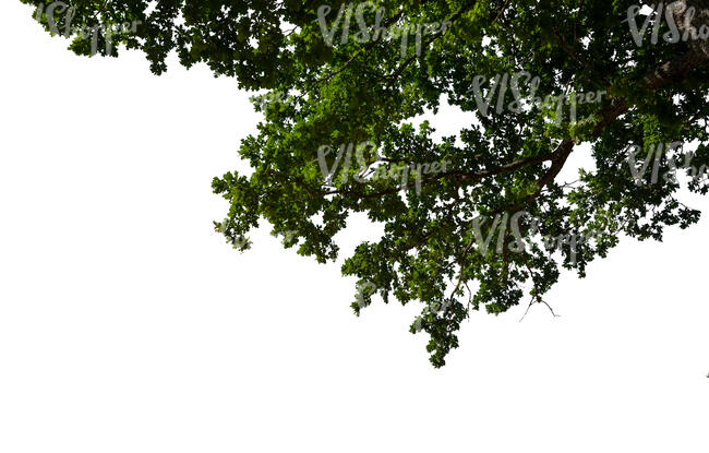 cut out branch of an oak tree