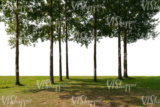 cut out backlit grove in the foreground