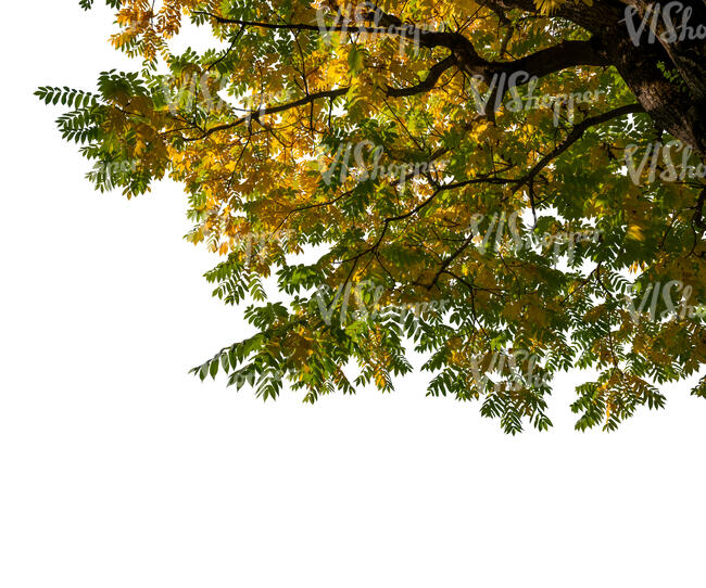 cut out branch of a staghorn sumac in autumn