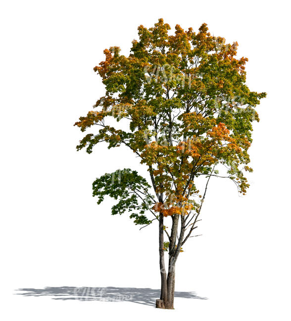 cut out young maple tree in autumn