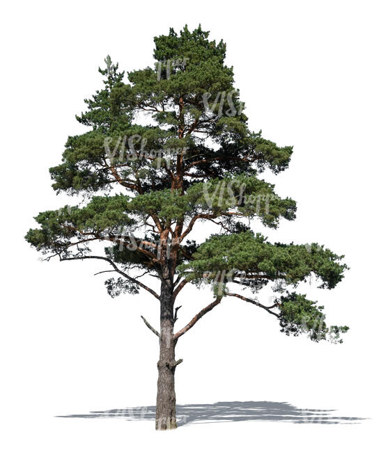 pine tree in sunlight