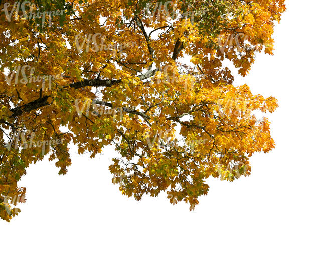 cut out branch of a maple tree with golden fall leaves