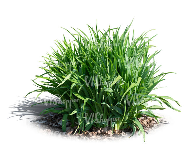 cut out tuft of green ornamental grass