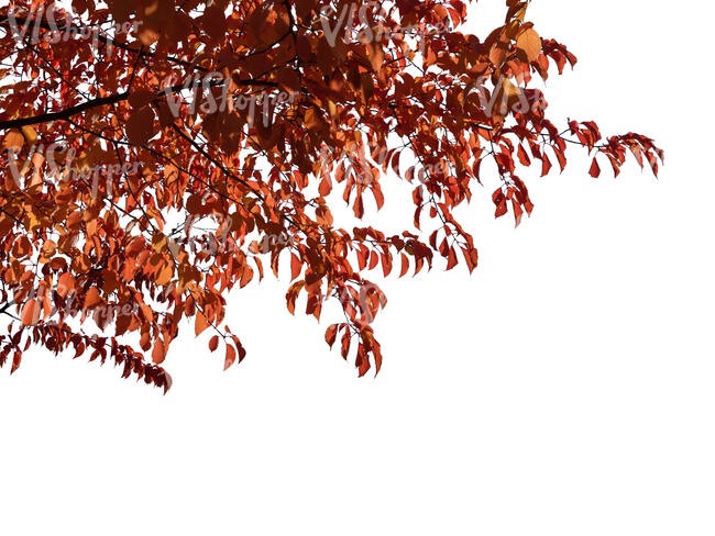 cut out tree branch with red leaves