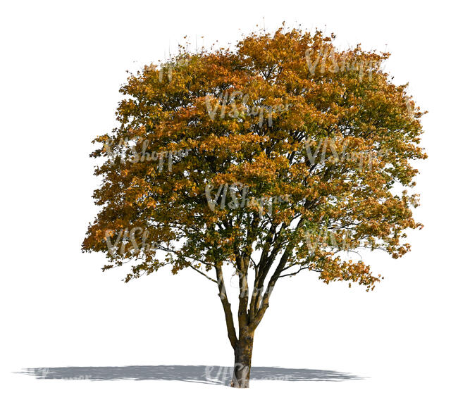 cut out medium size maple tree in autumn