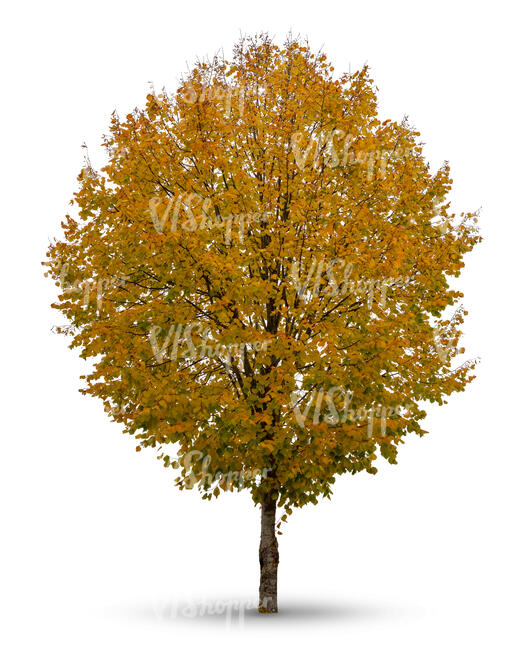 cut out round lindend tree in autumn with golden leaves