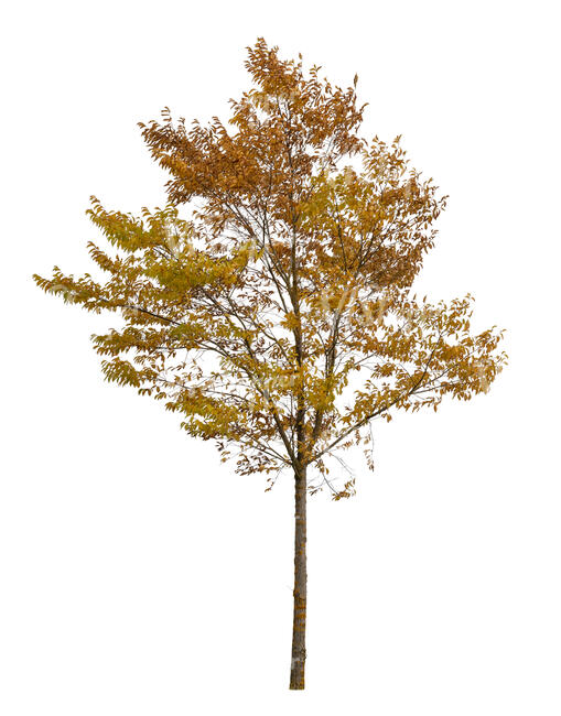 cut out small ash tree in autumn