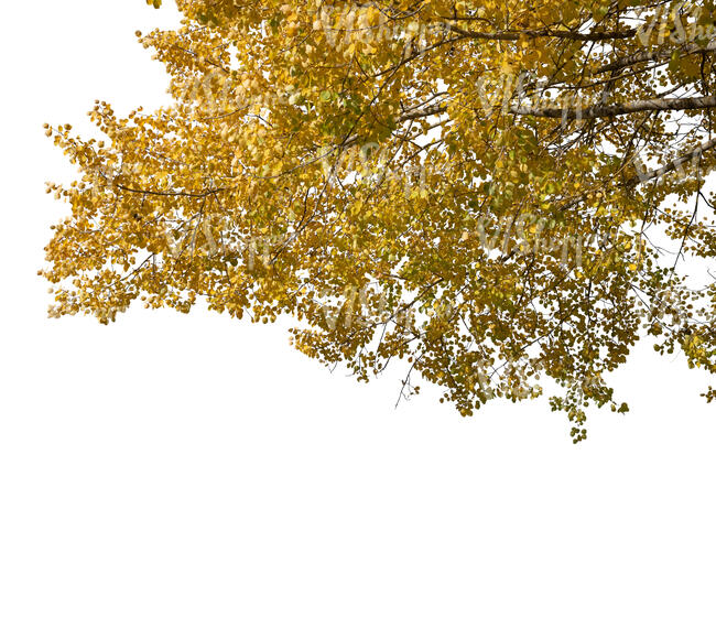 cut out golden birch tree branch in autumn