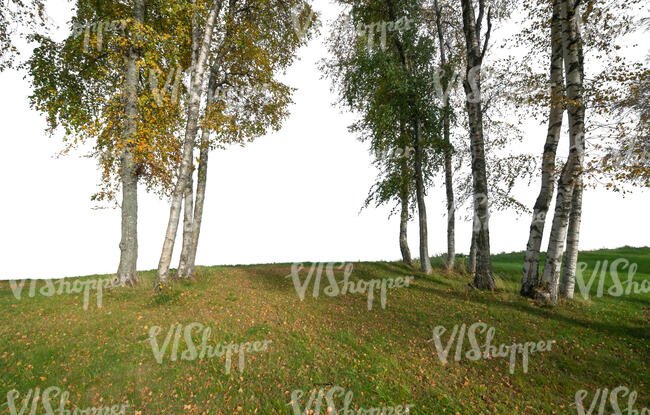 cut out group of autumn trees in the foreground