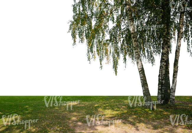 cut out foreground group of birch trees