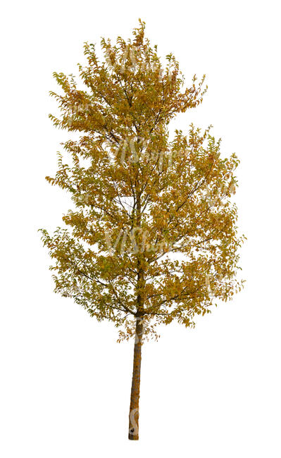 cut out medium size tree in autumn with yellow leaves