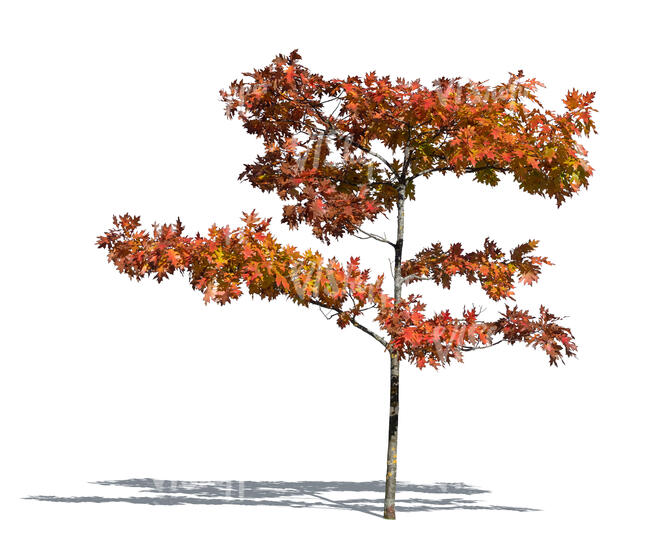small maple tree with red leaves