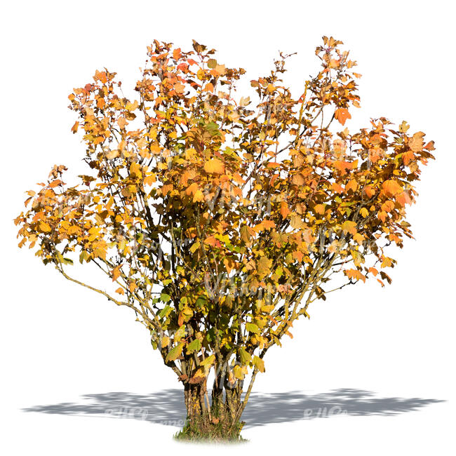 cut out bush with yellow autumn leaves