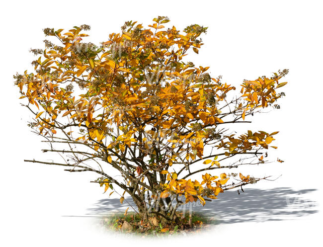 bush in autumn with yellow leaves