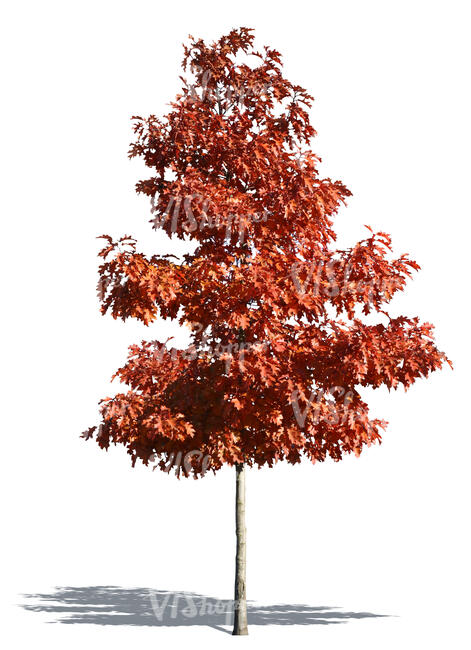 cut out medium tree with red leaves