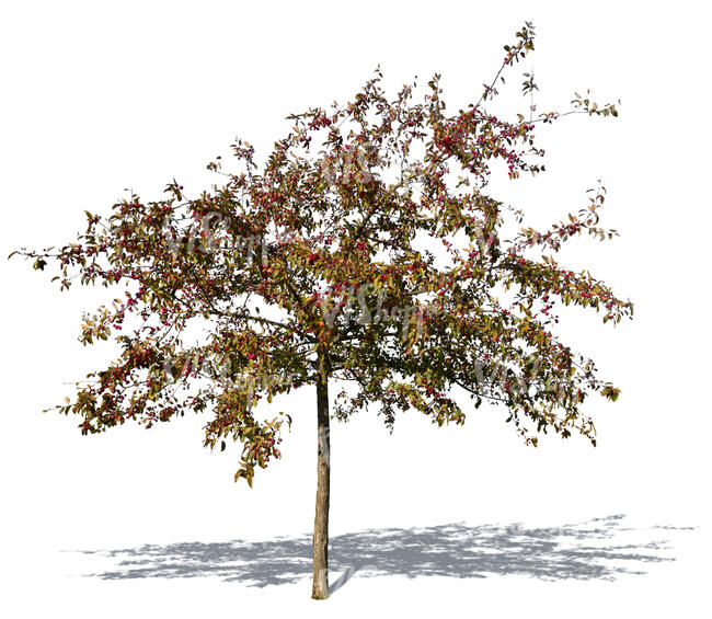 cut out apple tree with small red apples