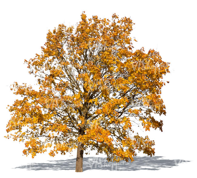 cut out big maple with yellow autumn leaves