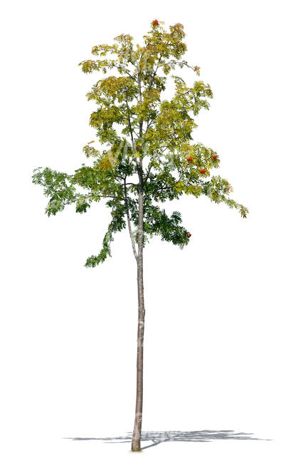 small rowan with berries